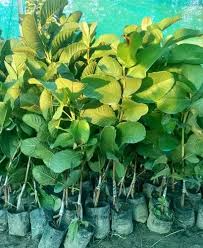 Red Diamond Guava Plant Manufacturer & Supplier in India